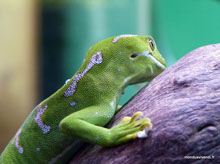 Gecko mokomoko - Nouvelle-Zélande